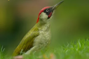 Mehr über den Artikel erfahren Artenvielvalt im eigenen Garten mit Martin Herbst