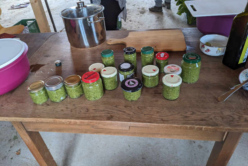 Mehr über den Artikel erfahren Verarbeitungsgruppe – Mangoldpesto und Tomatenpüree