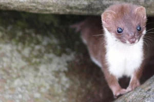 Mehr über den Artikel erfahren Biotop-Gruppe baut Unterschlupf für Mauswiesel